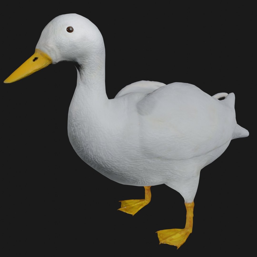 White Duck Rigged Model - TurboSquid 1657257