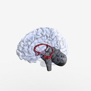 Structures of the Brain