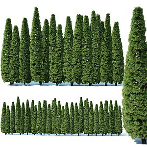 Thuya occidentalis # 4 Smaragd privacy fence V2