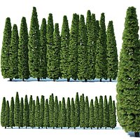 Thuya occidentalis # 4 Smaragd privacy fence V2