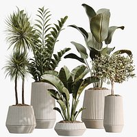 AV Indoor Plants Set514 Olive Banana Yucca Calathea Lutea Zamioculcas Zamiifolia