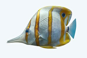 butterfly fish 3D