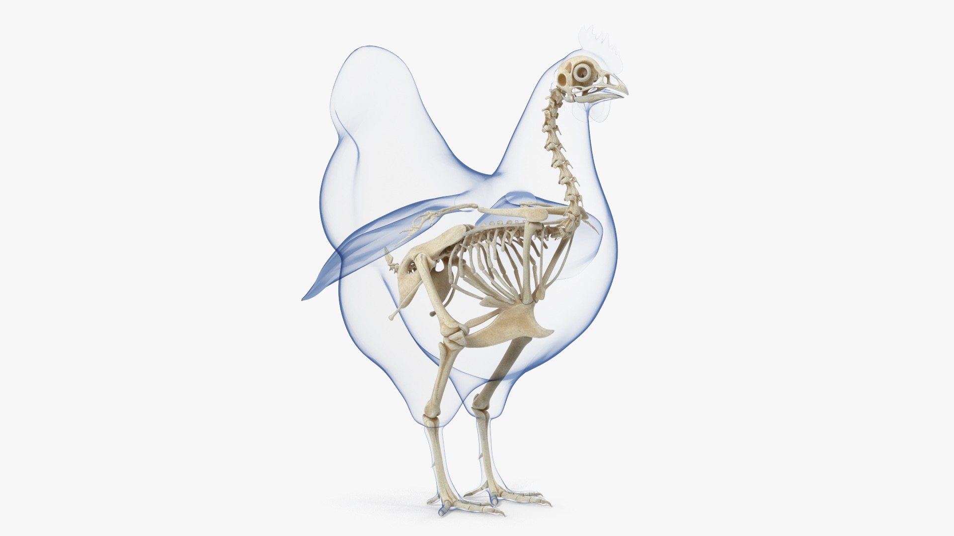 Chicken Skeleton in Transparent Body 3D model preview