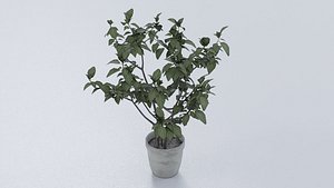 3D Potted Mint model