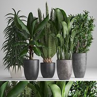 Collection of ornamental plants in pots