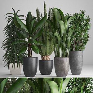 Collection of ornamental plants in pots