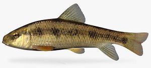 3d erimyzon oblongus creek chubsucker model