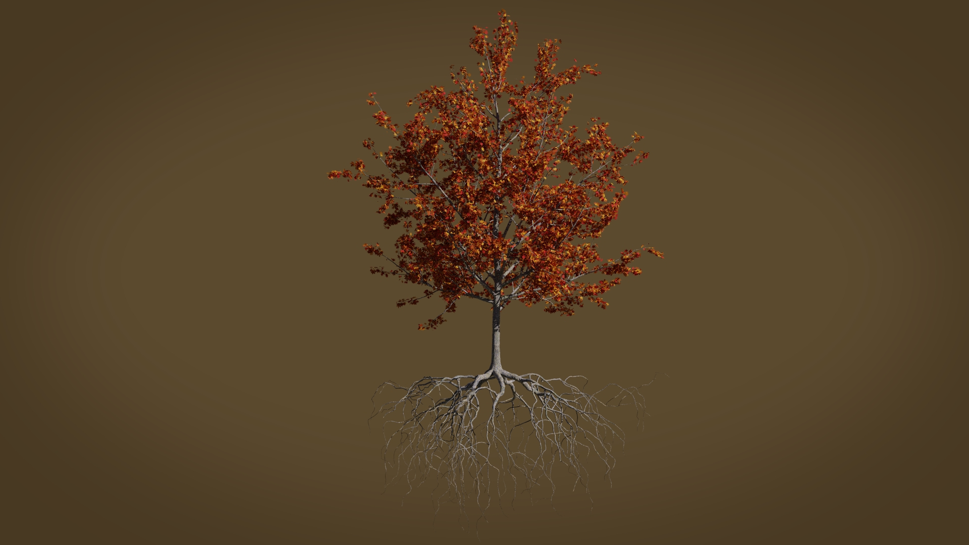 Maple Autumn 5 Tree Bark 3D - TurboSquid 1475982