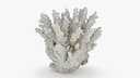 White Coral Piece 02
