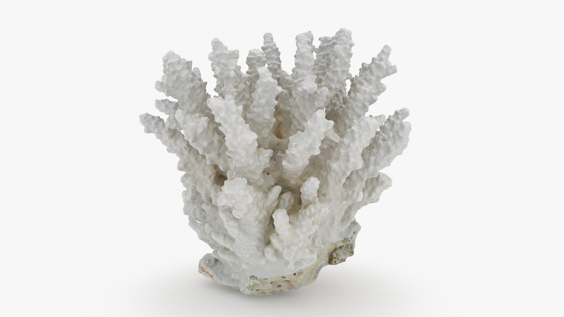 3D White Coral Collection https://p.turbosquid.com/ts-thumb/HS/1Et65j/a2/whitecoralpiece2_a0001/jpg/1788980994/1920x1080/fit_q87/b1a6d865a700f934c2c4d7a48122b909ea4a65d7/whitecoralpiece2_a0001.jpg