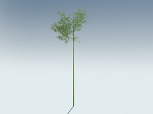 sagano bamboo 3D