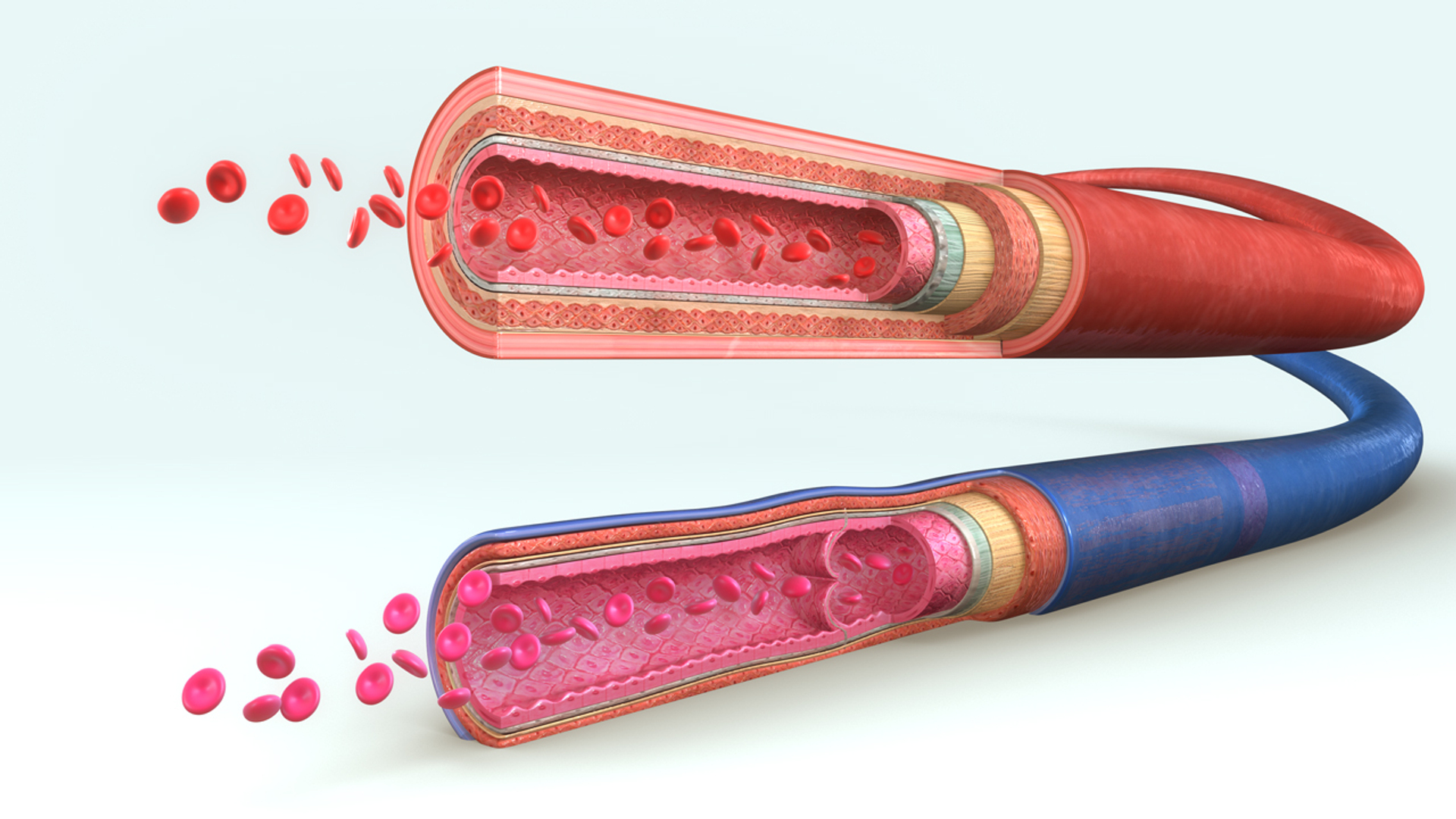 Строение вен и артерий человека