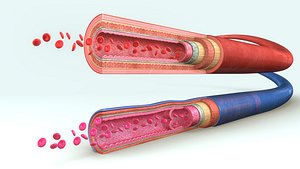 Blood vessels anatomy