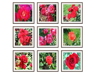 3D pictures flower photo