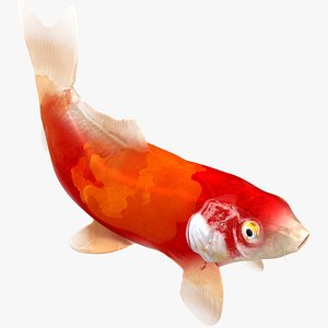 Japanese Carp Fish Rigged L1849 3D model