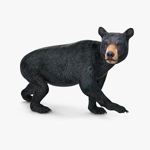 3D Young Black Bear Rigged for Maya model