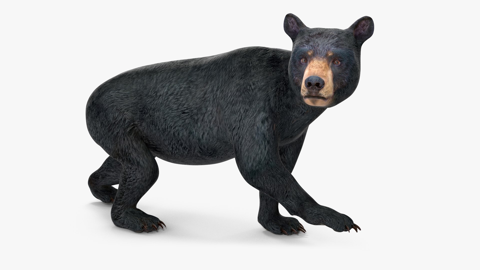 Young Black Bear Rigged for Maya 3D model preview