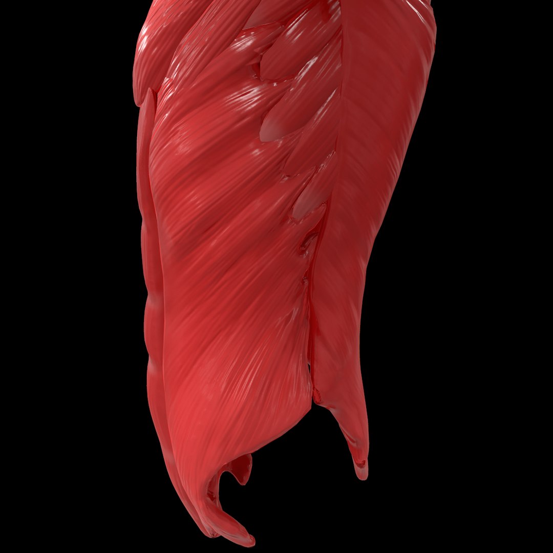 torso arm spine muscle 3D model https://p.turbosquid.com/ts-thumb/HS/Ud7K7X/04i776Mr/410/png/1555504360/1920x1080/fit_q87/8c3f1281ac19fccb5327579f9eeb965f0154c55b/410.jpg