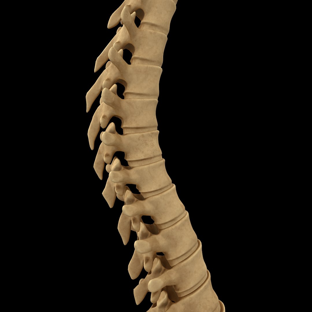 torso arm spine muscle 3D model https://p.turbosquid.com/ts-thumb/HS/Ud7K7X/0fphY4gE/327/png/1555504359/1920x1080/fit_q87/6ddba23602dab862328d0c008e6a09f15ae7f272/327.jpg