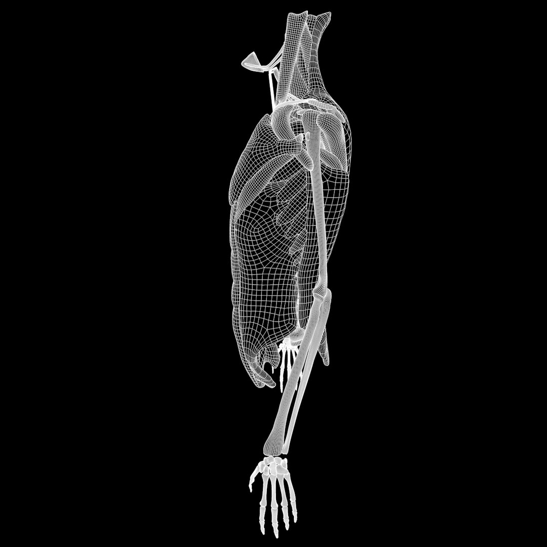 torso arm spine muscle 3D model https://p.turbosquid.com/ts-thumb/HS/Ud7K7X/39cQowIV/w16/png/1555504360/1920x1080/fit_q87/3ba69814d592889ef9c033f76ad55c70d8cc19f2/w16.jpg