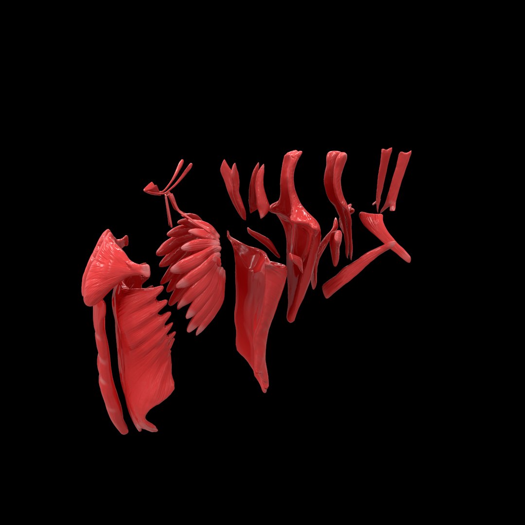 torso arm spine muscle 3D model https://p.turbosquid.com/ts-thumb/HS/Ud7K7X/3kG5jqk0/46/png/1555504360/1920x1080/fit_q87/560d482afa48b305603b54c529cf0270af092150/46.jpg