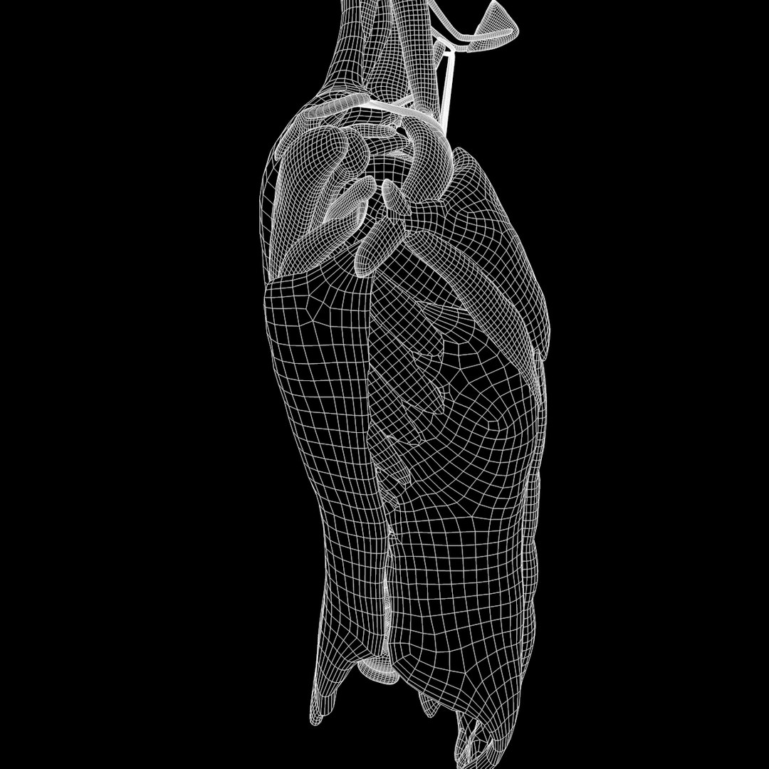 torso arm spine muscle 3D model https://p.turbosquid.com/ts-thumb/HS/Ud7K7X/5jmjukn8/w23/png/1555504360/1920x1080/fit_q87/807be3148f2e7b4725ac6348c0b111f276dbca7c/w23.jpg