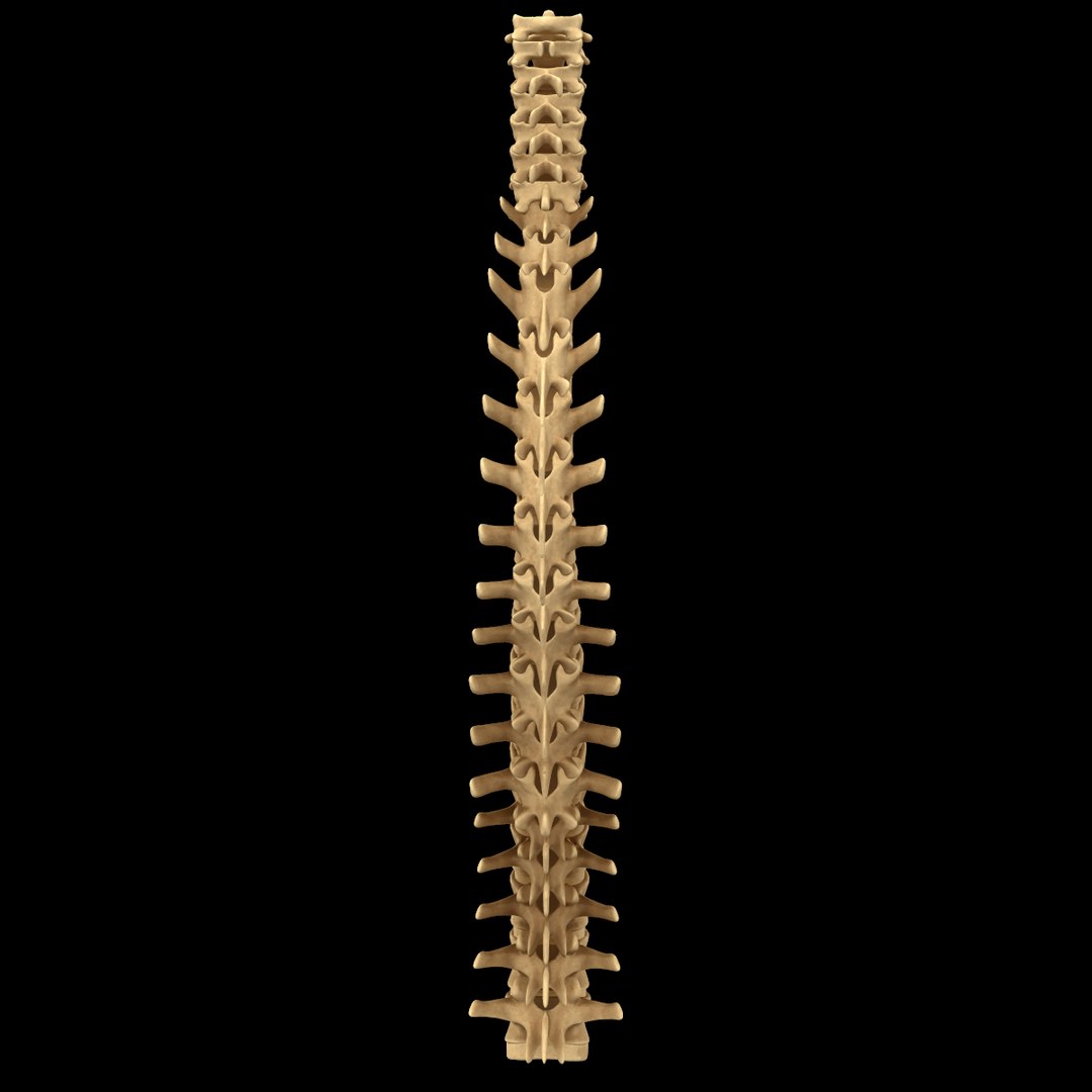 torso arm spine muscle 3D model https://p.turbosquid.com/ts-thumb/HS/Ud7K7X/796BIfwD/325/png/1555504359/1920x1080/fit_q87/168dcc4a75547fd934aa3f6be7bbd45b840df4bf/325.jpg