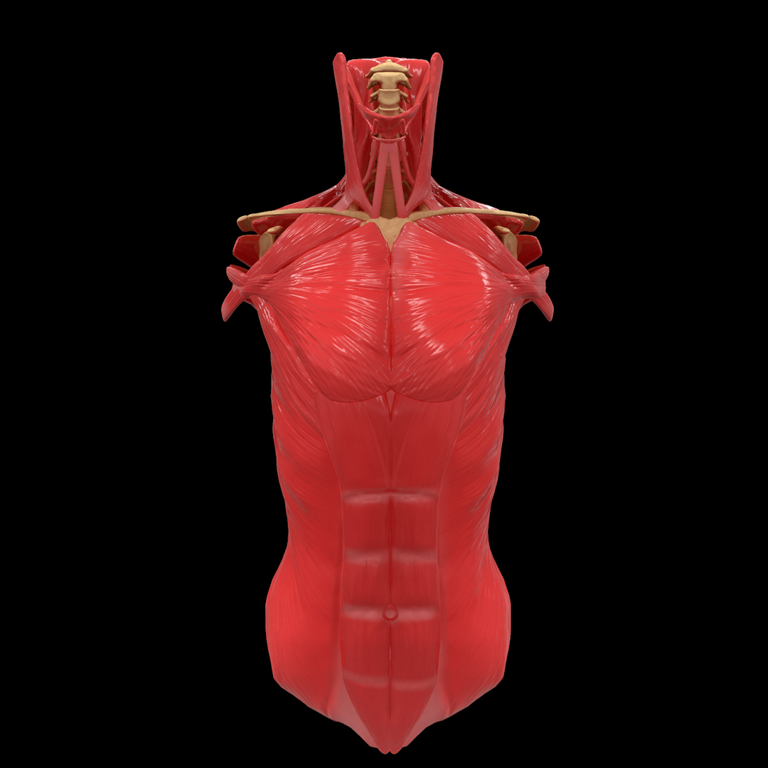 torso arm spine muscle 3D model https://p.turbosquid.com/ts-thumb/HS/Ud7K7X/87dwDKKE/1/png/1555504394/1920x1080/turn_fit_q99/27cd0123785173c9371dc7f7a35b825b5e55258f/1-1.jpg