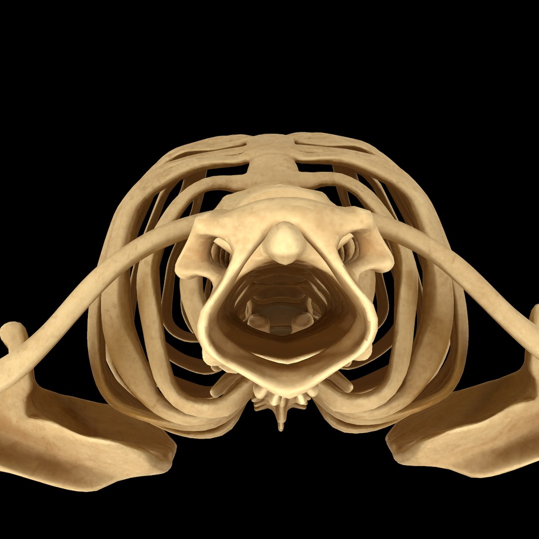 torso arm spine muscle 3D model https://p.turbosquid.com/ts-thumb/HS/Ud7K7X/B2yJnZJB/317/png/1555504359/1920x1080/fit_q87/7ddd8b13253ffbe0d22fac14aa81b73cef467545/317.jpg