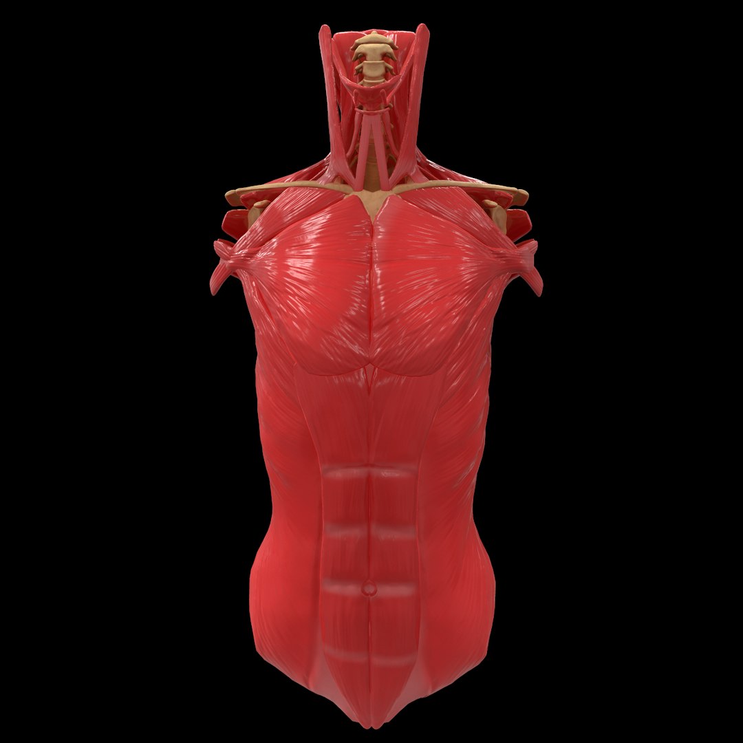 torso arm spine muscle 3D model https://p.turbosquid.com/ts-thumb/HS/Ud7K7X/CgZwZRJ6/28/png/1555504359/1920x1080/fit_q87/89a4eb689fa67ba1936955e473766afe59ec1d70/28.jpg