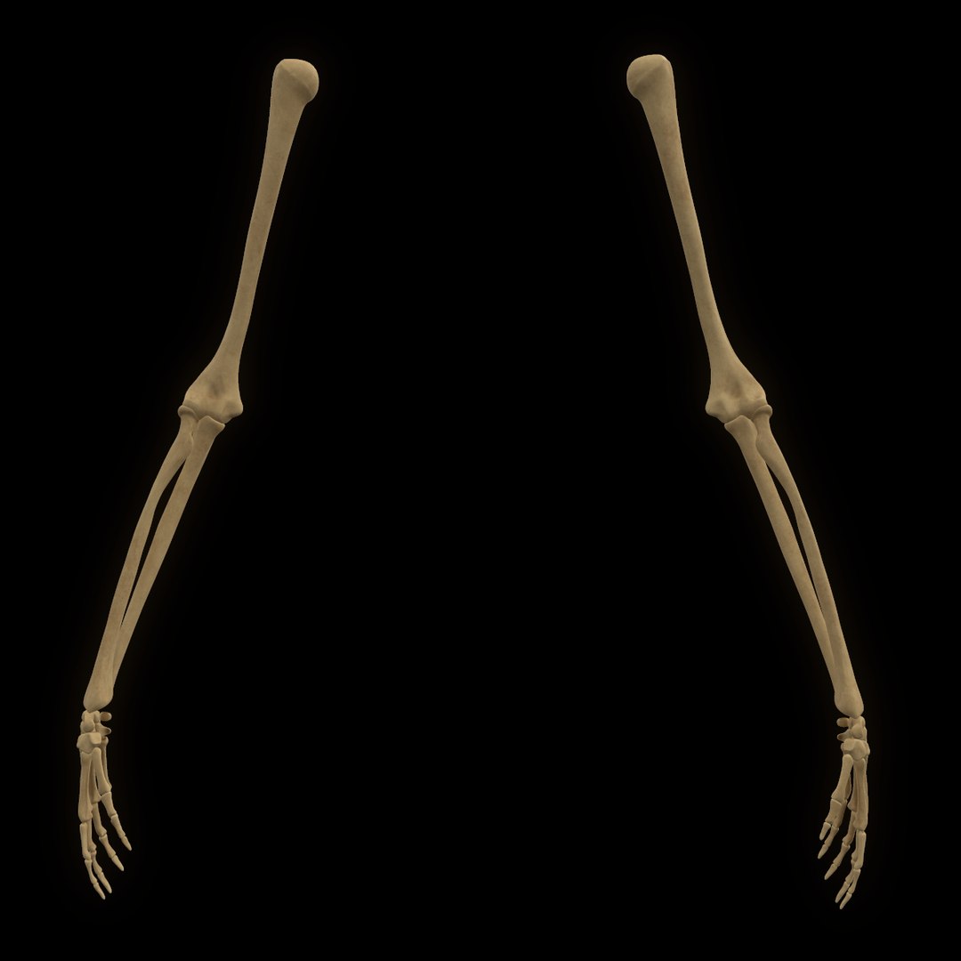 torso arm spine muscle 3D model https://p.turbosquid.com/ts-thumb/HS/Ud7K7X/ECcSO3IJ/51/png/1555504360/1920x1080/fit_q87/1264e3a5a8cce82a9e2d0b5151d535fc88e4d0a5/51.jpg