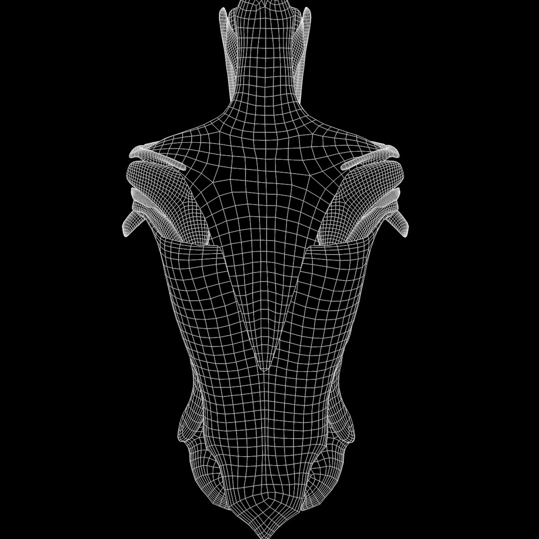 torso arm spine muscle 3D model https://p.turbosquid.com/ts-thumb/HS/Ud7K7X/J9KI8wEy/w7/png/1555504360/1920x1080/fit_q87/549b471629496dbec6b341f2df339f48efd69c16/w7.jpg
