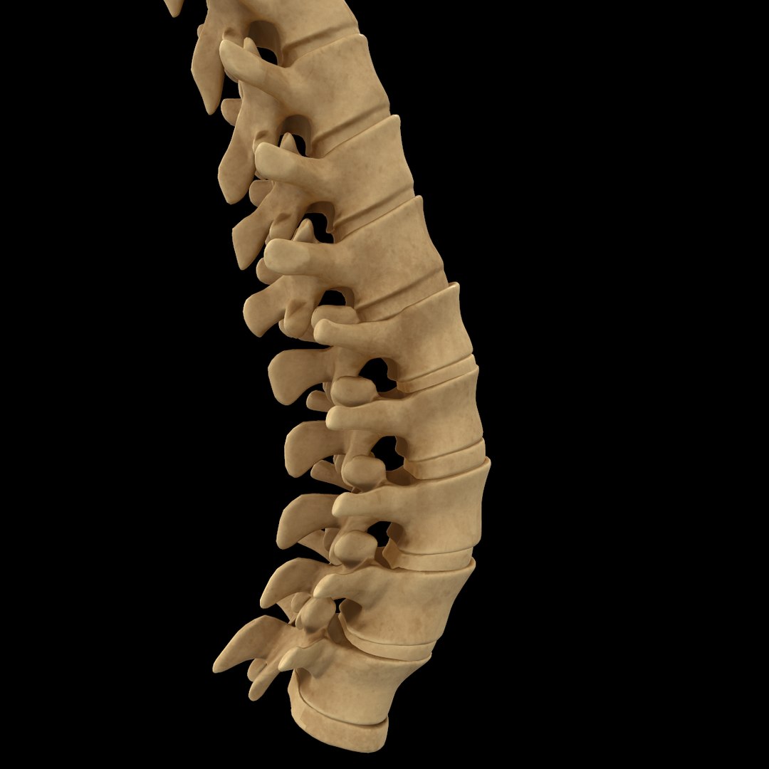 torso arm spine muscle 3D model https://p.turbosquid.com/ts-thumb/HS/Ud7K7X/JBIAc3L8/326/png/1555504359/1920x1080/fit_q87/8b8821832b35b6bbb7f7e43faa0392f6ea4109a6/326.jpg