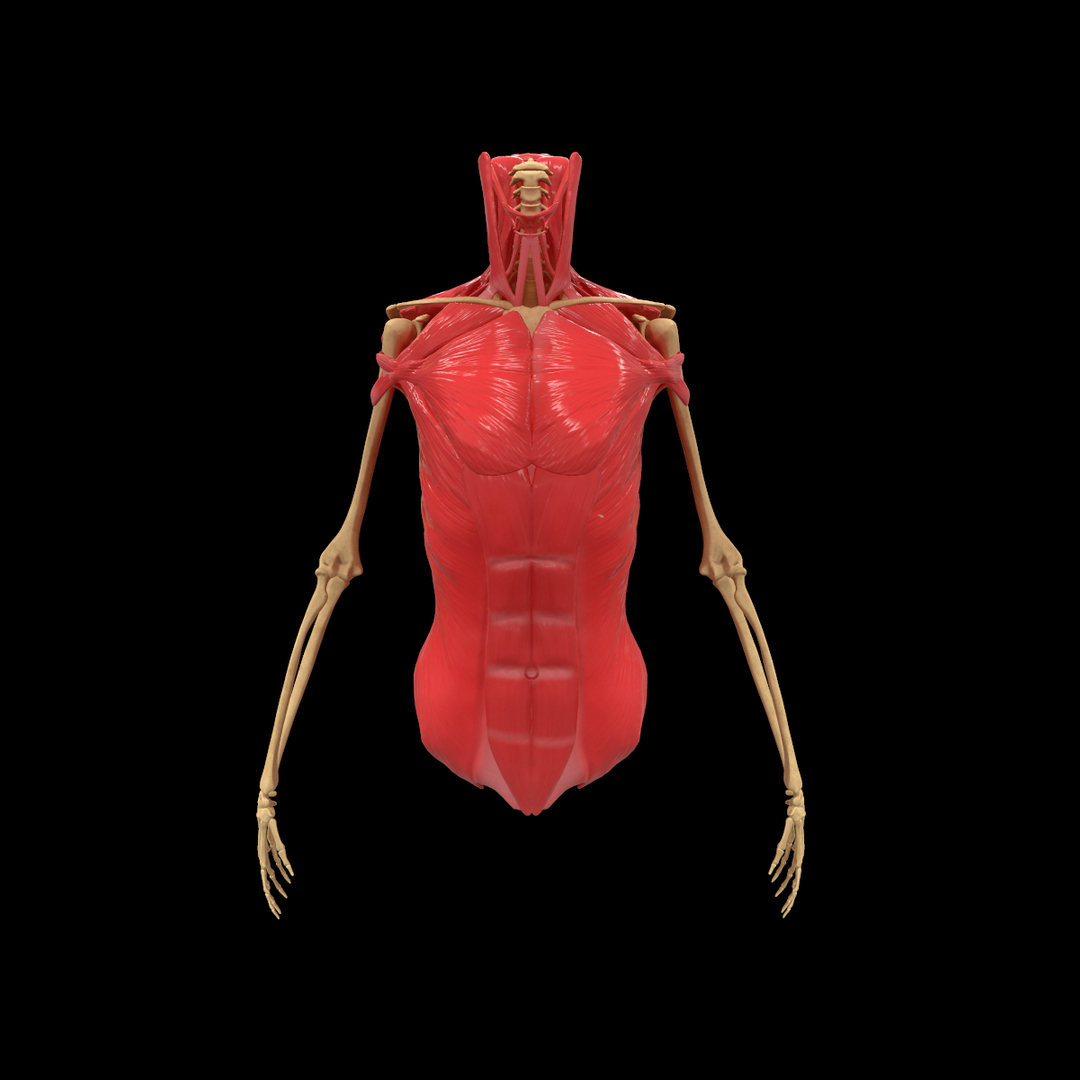 torso arm spine muscle 3D model https://p.turbosquid.com/ts-thumb/HS/Ud7K7X/Nvsi11nz/1/png/1555504357/1920x1080/turn_fit_q99/c086332b7950e337f5bb431e957ad04e274495ad/1-1.jpg