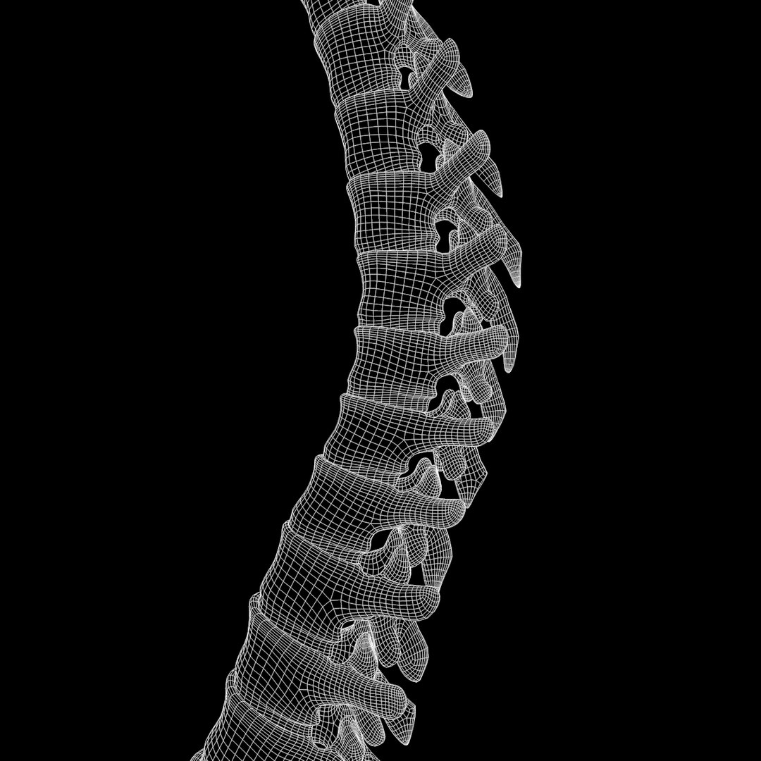 torso arm spine muscle 3D model https://p.turbosquid.com/ts-thumb/HS/Ud7K7X/QadRqiEm/w12/png/1555504360/1920x1080/fit_q87/9acc5be553855e8655e8d7ba3a7eb76676b08886/w12.jpg
