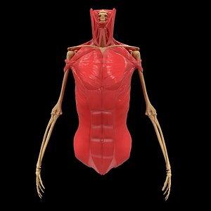 torso arm spine muscle 3D model
