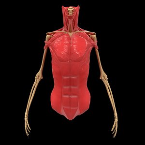 Torso Arm Spine Muscle Bone Anatomy
