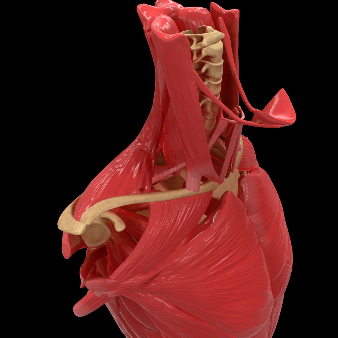 torso arm spine muscle 3D model https://p.turbosquid.com/ts-thumb/HS/Ud7K7X/XaNX6pFU/213/png/1555504359/1920x1080/fit_q87/6165fce921fc972abab7daba0c3a232af1533f56/213.jpg