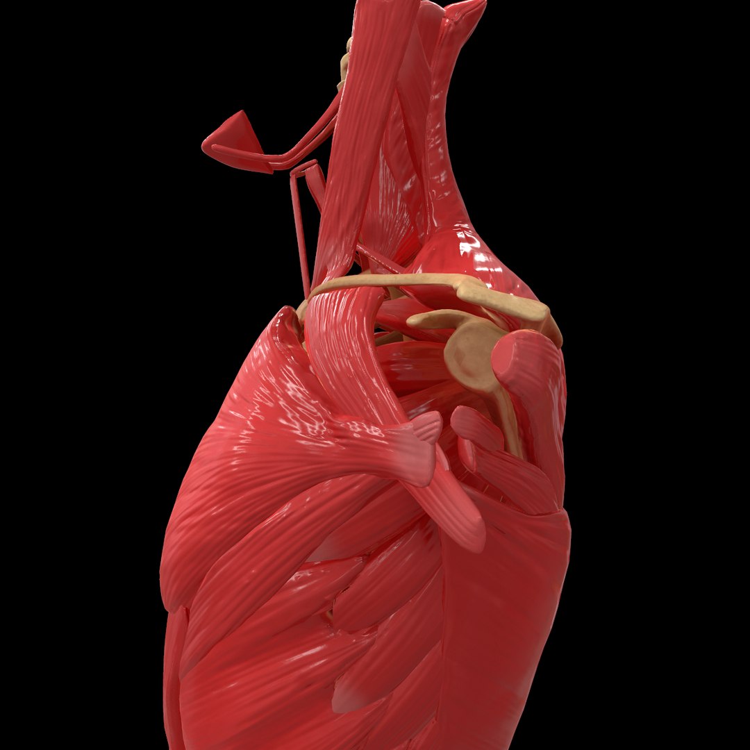 torso arm spine muscle 3D model https://p.turbosquid.com/ts-thumb/HS/Ud7K7X/YQFl0ap7/23/png/1555504359/1920x1080/fit_q87/2f7e575927d83e853464f32b1e9a53c0ec422441/23.jpg