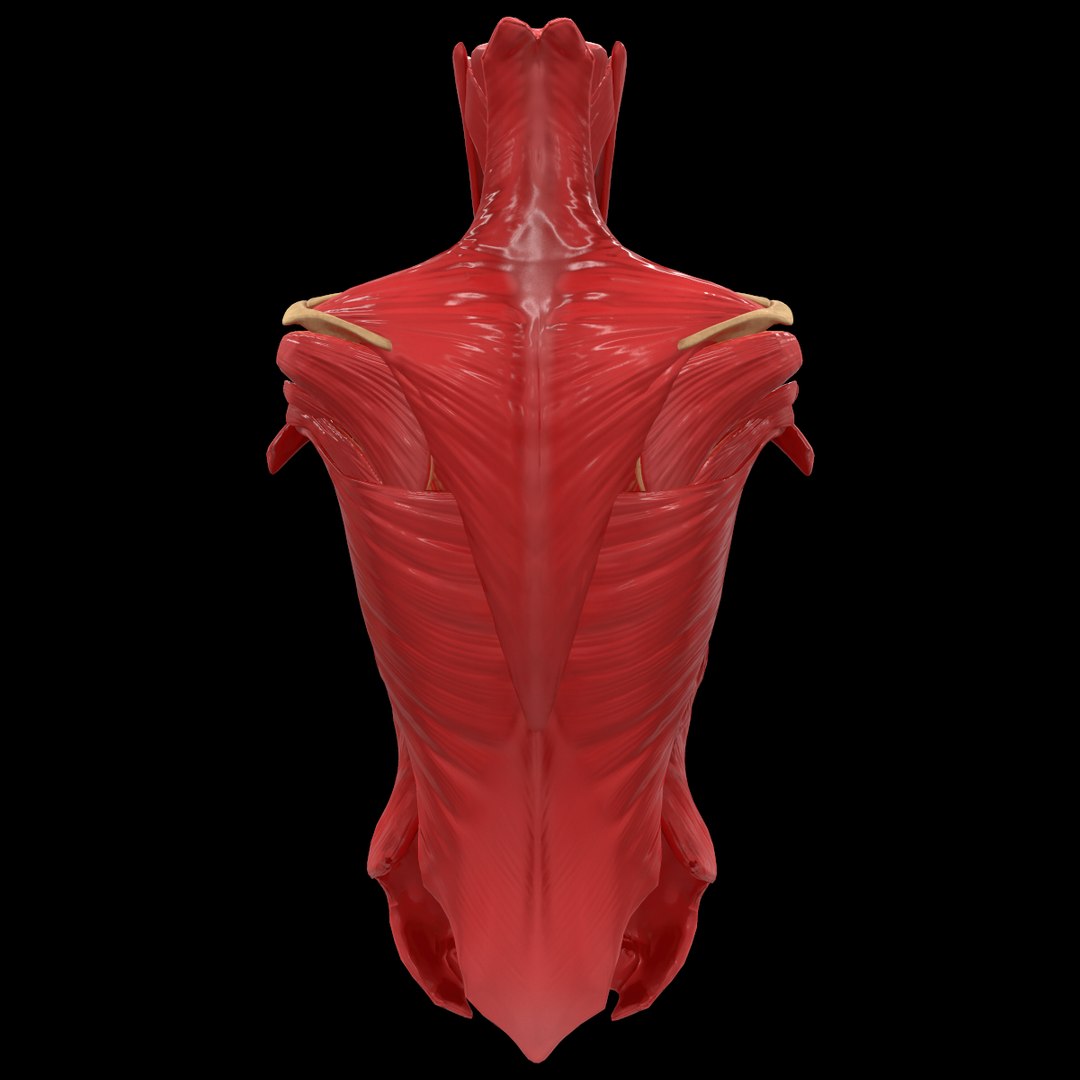 torso arm spine muscle 3D model https://p.turbosquid.com/ts-thumb/HS/Ud7K7X/ZNCf487p/212/png/1555504359/1920x1080/fit_q87/5d0ed468835376ec89aa9306de1e670573e56f75/212.jpg