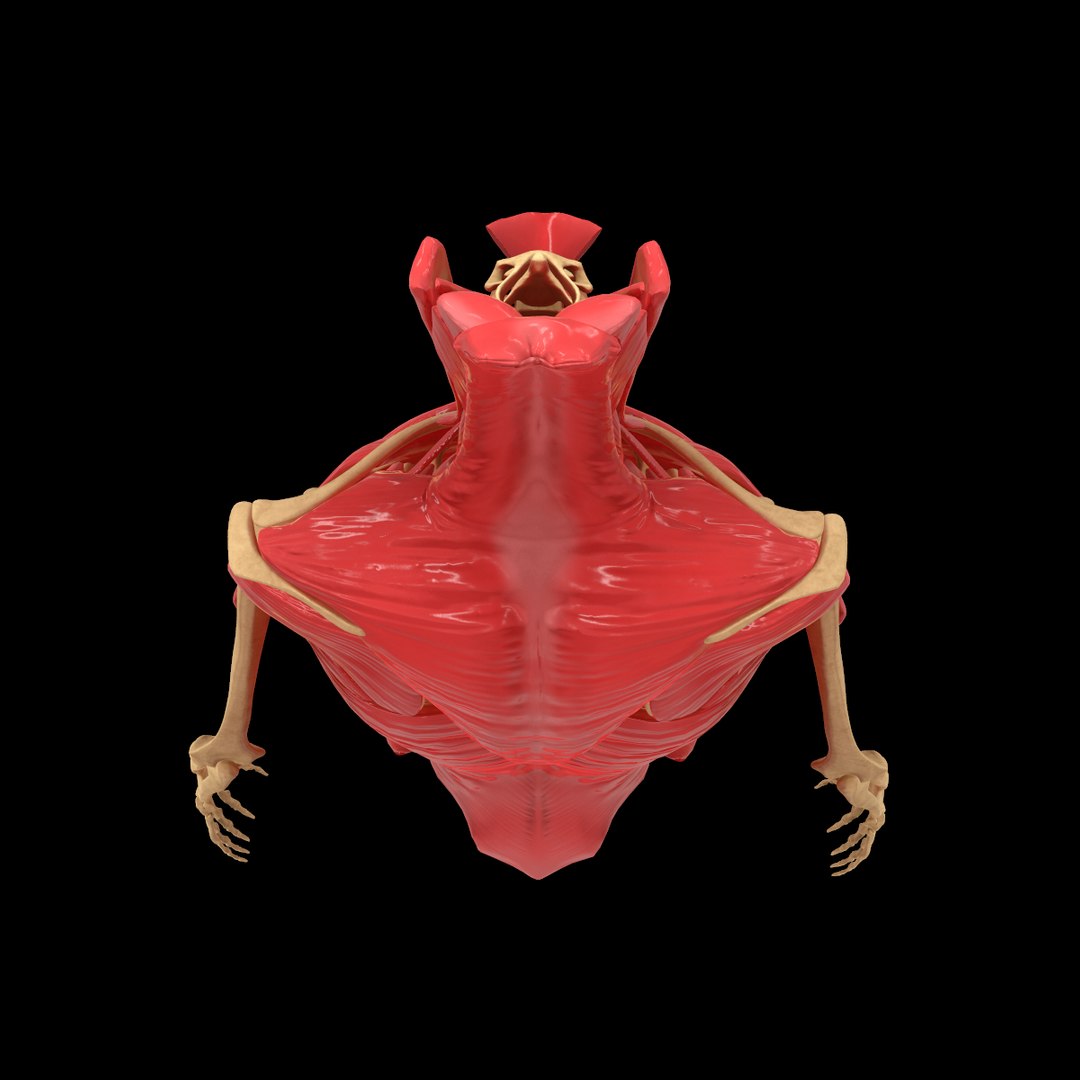 torso arm spine muscle 3D model https://p.turbosquid.com/ts-thumb/HS/Ud7K7X/dQqPnisS/18/png/1555504359/1920x1080/fit_q87/34fb6b2893622749226910759200fa456a62f578/18.jpg