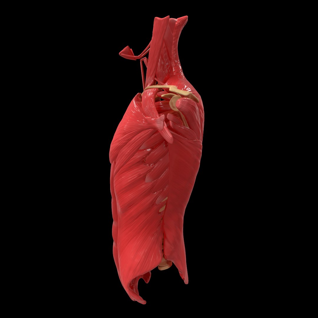 torso arm spine muscle 3D model https://p.turbosquid.com/ts-thumb/HS/Ud7K7X/f41R17fi/211/png/1555504359/1920x1080/fit_q87/0b7f080a4bf24f9d7ed0d3c87ec4016feecfcfca/211.jpg