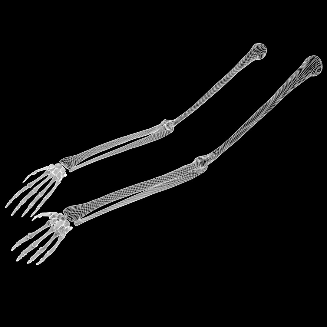torso arm spine muscle 3D model https://p.turbosquid.com/ts-thumb/HS/Ud7K7X/fXMSm3r7/w18/png/1555504360/1920x1080/fit_q87/c201b2ba4ae64e76ec6626d0320adddb93a396eb/w18.jpg