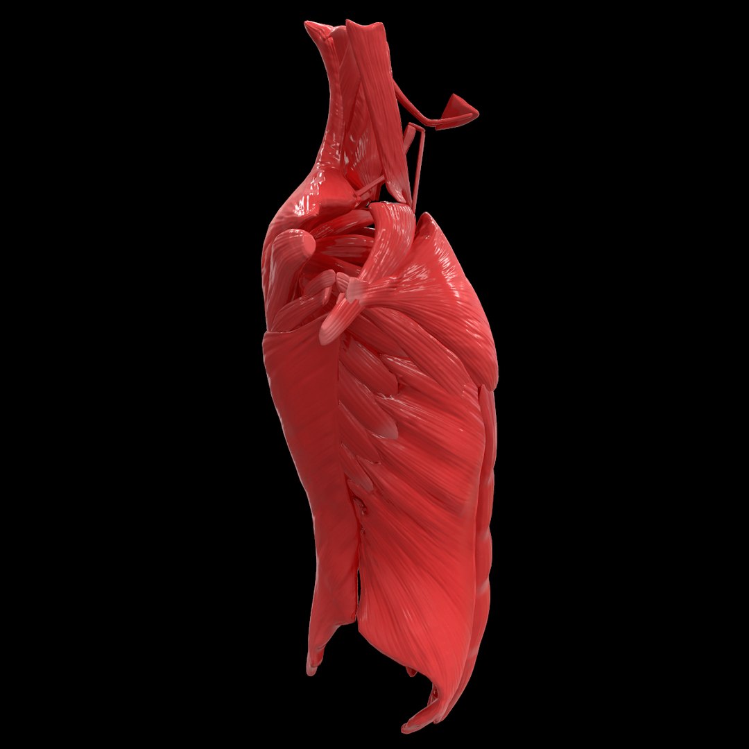 torso arm spine muscle 3D model https://p.turbosquid.com/ts-thumb/HS/Ud7K7X/gIwzFSOD/43/png/1555504360/1920x1080/fit_q87/78d7b75f46001eca810d3149c7c615c328e9c0b0/43.jpg