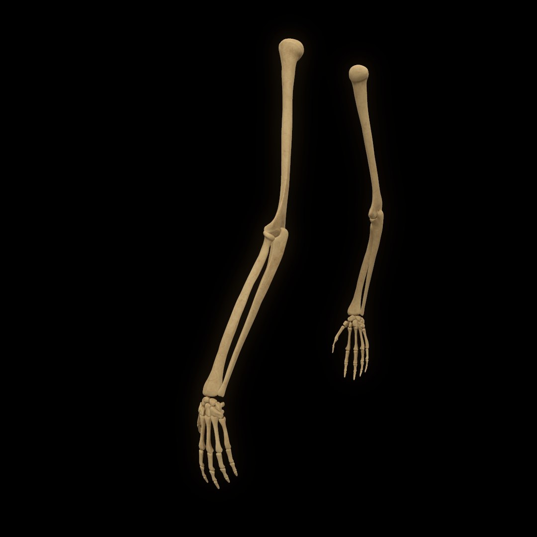 torso arm spine muscle 3D model https://p.turbosquid.com/ts-thumb/HS/Ud7K7X/iPR1sY4o/55/png/1555504360/1920x1080/fit_q87/d068a36436c484b288af0397be87ecba99870c09/55.jpg