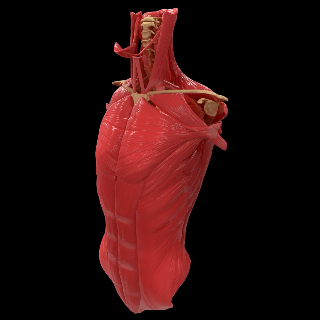 torso arm spine muscle 3D model https://p.turbosquid.com/ts-thumb/HS/Ud7K7X/jlzd9nYq/29/png/1555504359/1920x1080/fit_q87/f9aef12863bf2e180faf21ac1d805f65f65a229a/29.jpg