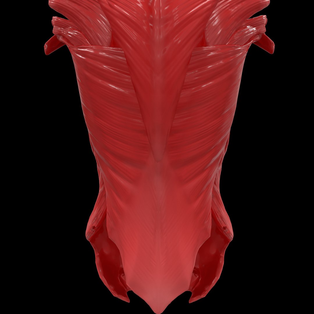 torso arm spine muscle 3D model https://p.turbosquid.com/ts-thumb/HS/Ud7K7X/lUuBns6p/41/png/1555504359/1920x1080/fit_q87/8c49d053578bc503334168821eb2f18d531e7ad1/41.jpg
