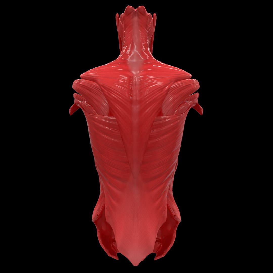 torso arm spine muscle 3D model https://p.turbosquid.com/ts-thumb/HS/Ud7K7X/oR6rNWYd/42/png/1555504359/1920x1080/fit_q87/a9f388c2775de8ec72edc006f02be3fec5847cae/42.jpg