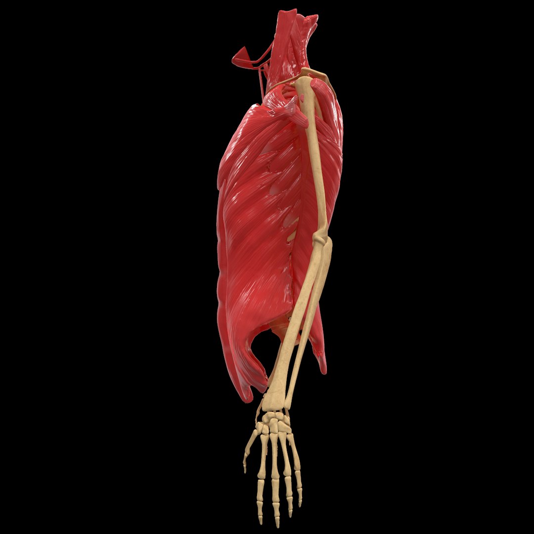 torso arm spine muscle 3D model https://p.turbosquid.com/ts-thumb/HS/Ud7K7X/osPK9eNC/19/png/1555504359/1920x1080/fit_q87/8761cda143196ee170148eb90b9e92b6a7741f6a/19.jpg