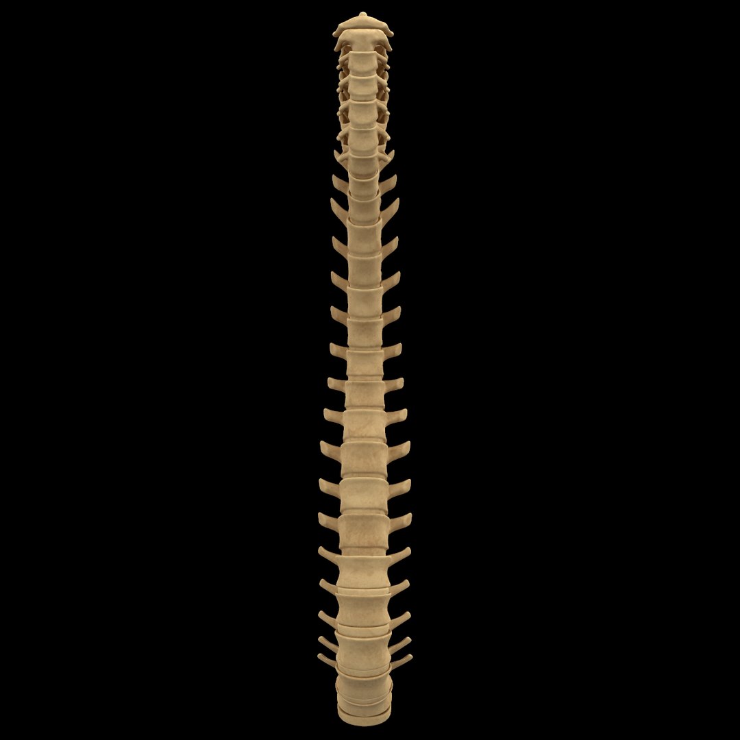 torso arm spine muscle 3D model https://p.turbosquid.com/ts-thumb/HS/Ud7K7X/pAFZjH4K/323/png/1555504359/1920x1080/fit_q87/92efd4d486e2472bcf2250da2b604c01c8e1f11e/323.jpg